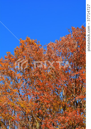 Chichibu Muse Park 37714727