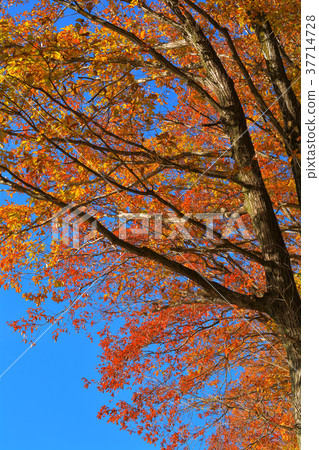 秩父繆斯公園 37714728