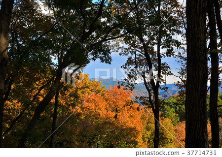 Chichibu Muse Park 37714731
