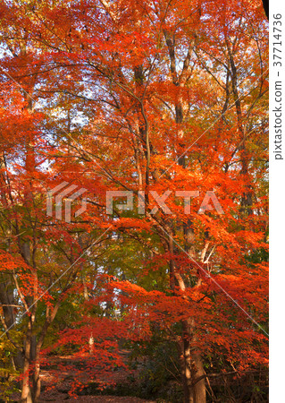 Chichibu Muse Park 37714736