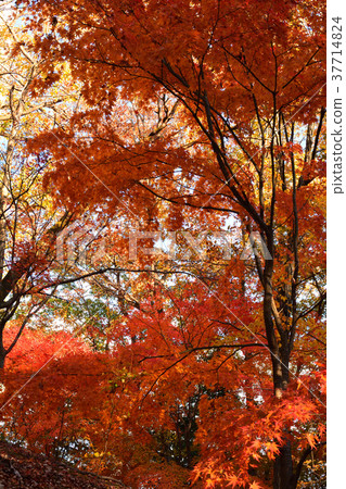 Chichibu Muse Park 37714824