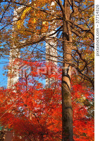 秩父繆斯公園 秩父繆斯公園 37714826