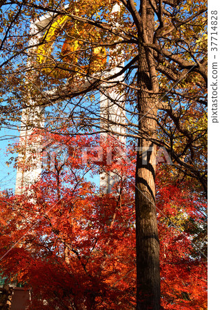 秩父繆斯公園 37714828