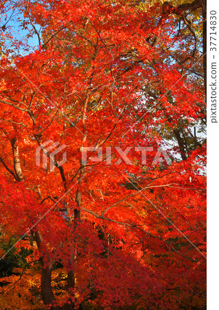 Chichibu Muse Park 37714830