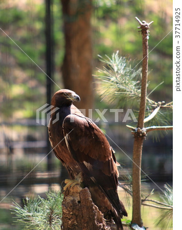 Stupid Golden Eagle Stock Photo 37714925 Pixta