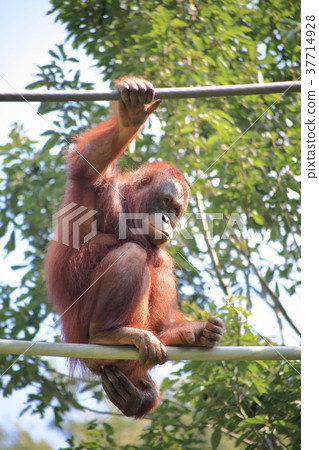 Orangutan on the wire 37714928