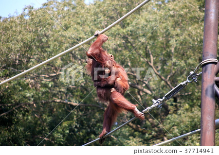 Orang Utan family clinging to parents Orang Utan family clinging to parents 37714941