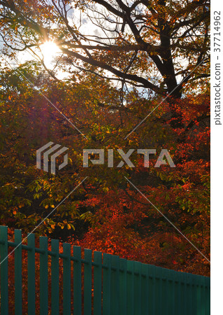 秩父繆斯公園 37714962