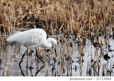 小白鷺 小白鷺 37714969