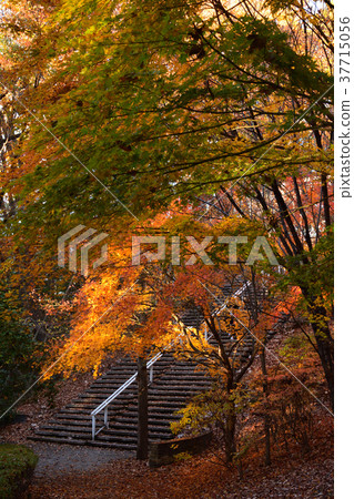 Chichibu Muse Park 37715056