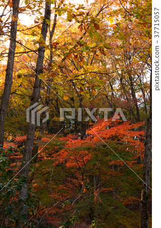 Chichibu Muse Park 37715057