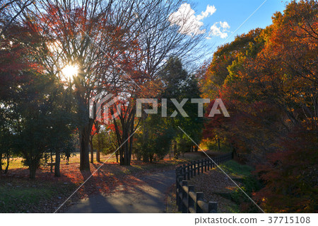 秩父繆斯公園 秩父繆斯公園 37715108