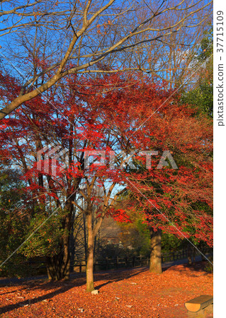 Chichibu Muse Park 37715109