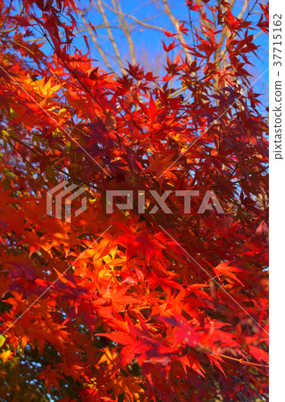 秩父繆斯公園 37715162