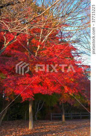 秩父繆斯公園 秩父繆斯公園 37715225