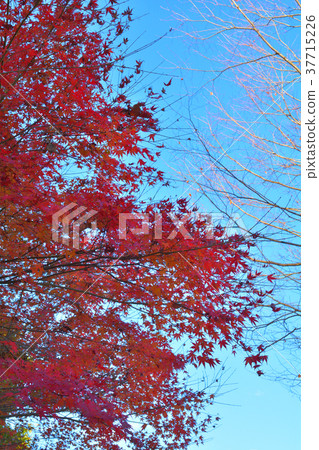 Chichibu Muse Park 37715226