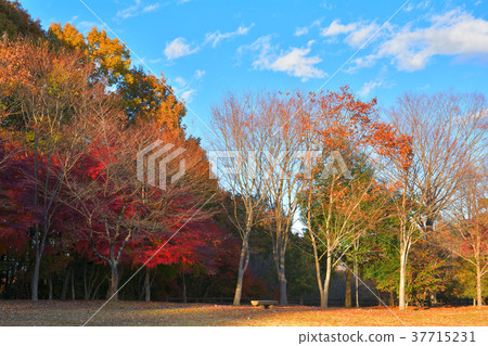 Chichibu Muse Park Chichibu Muse Park 37715231