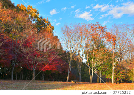 Chichibu Muse Park Chichibu Muse Park 37715232