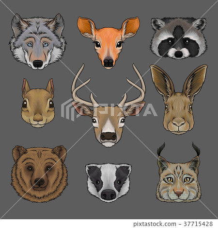 Head of wild animals set, portrait of wolf, doe Head of wild animals set, portrait of wolf, doe 37715428
