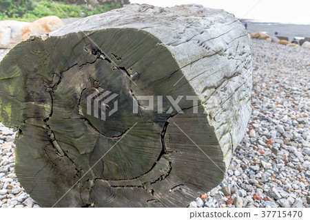 Wood grain wood grain wood trunk tree Trunk wood wood wood bark detail 37715470