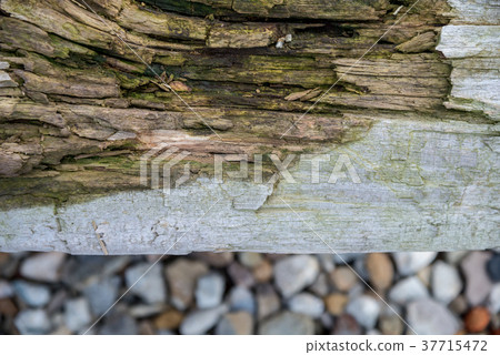 Corroded wood rot wood eucalyptus wood grain wood grain wood trunk tree Trunk wood wood 37715472