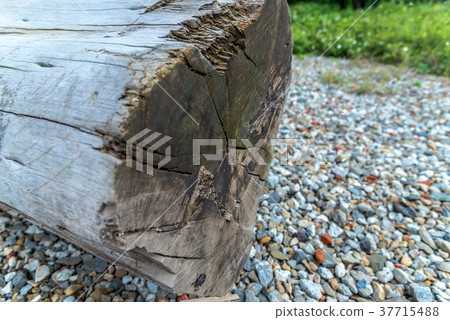 Wood grain wood grain wood trunk tree Trunk wood wood wood bark detail 37715488
