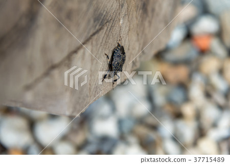 Konmushi昆蟲昆蟲天牛科蝸牛木紋 37715489