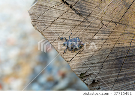 Konmushi insect insect Cerambycidae snail wood grain 37715491