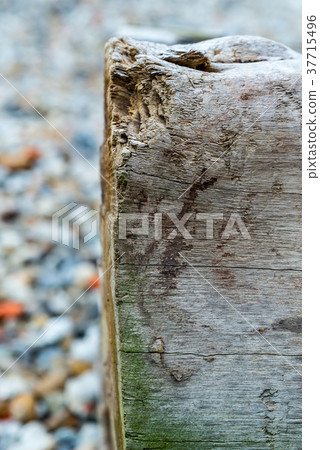 木紋 木目 樹幹 Tree Trunk 木頭 wood 木材 石礫 砂利 Stone gravel 37715496