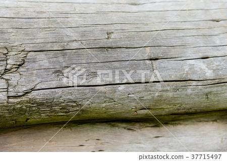 Wood grain wood grain wood trunk tree Trunk wood wood wood bark detail 37715497