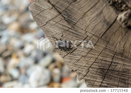 Konmushi insect insect Cerambycidae snail wood grain 37715548