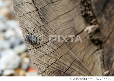 Konmushi昆蟲昆蟲天牛科蝸牛木紋 37715549