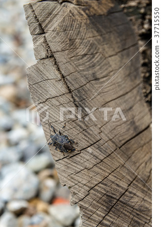 Konmushi insect insect Cerambycidae snail wood grain 37715550