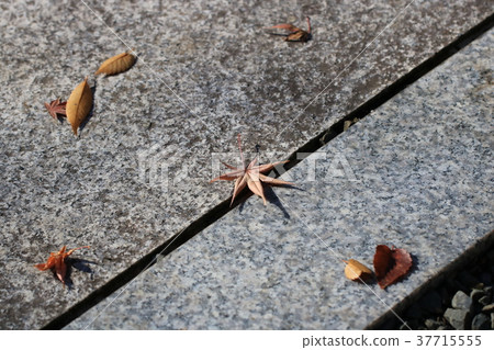 Autumn leaves 37715555