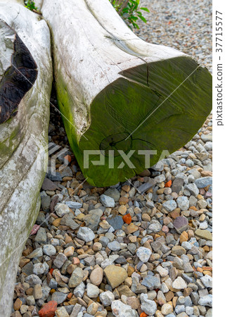 樹幹 Tree Trunk 木頭 wood 木紋 木目 木材 石礫 砂利 Stone gravel 37715577