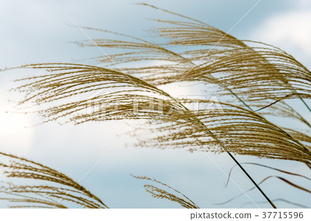 蘆葦蘆葦海濱蘆葦普通蘆葦植物天上mi部 37715596