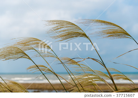 蘆葦蘆葦海濱蘆葦普通蘆葦植物海南海 37715607