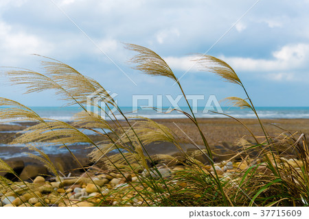 蘆葦蘆葦海濱蘆葦普通蘆葦植物海南海 37715609