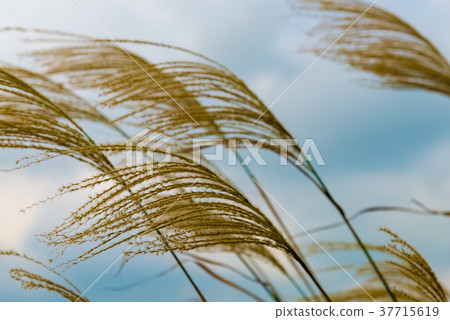 Reeds Phragmites communis Seaside reeds common reed plant Sky Umibe 37715619