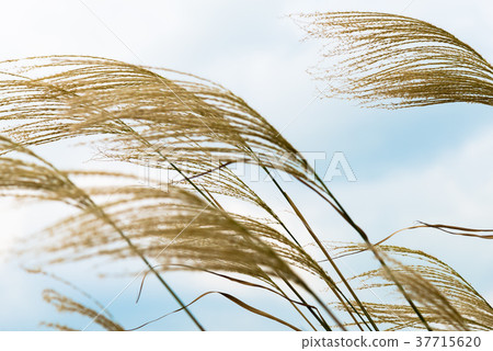 Reeds Phragmites communis Seaside reeds common reed plant Sky Umibe 37715620