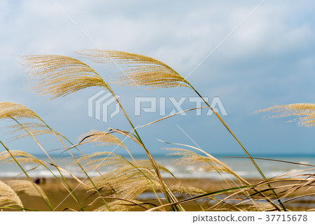 蘆葦蘆葦海濱蘆葦普通蘆葦植物海南海 37715678
