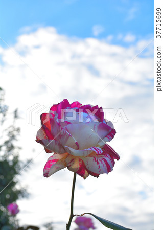 Yokohama English Garden Yokohama English Garden 37715699