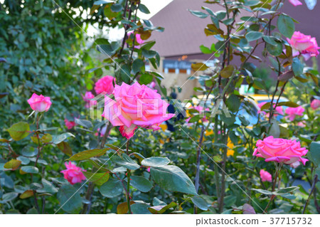 Yokohama English Garden 37715732