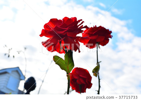 Yokohama English Garden 37715733