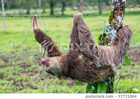 Sloth Sloth 37715804