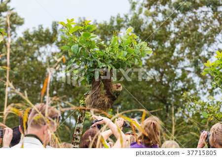 Sloth Sloth 37715805