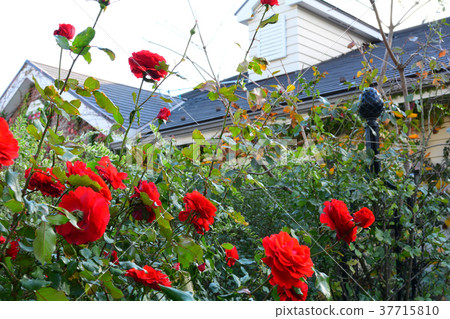 Yokohama English Garden 37715810