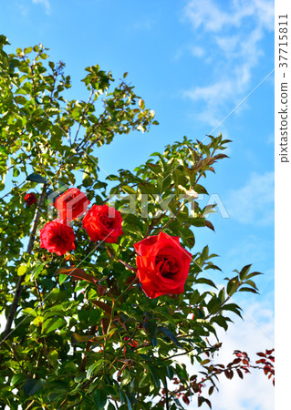 Yokohama English Garden Yokohama English Garden 37715811