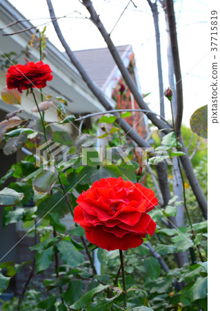 Yokohama English Garden 37715819