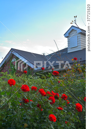 橫濱英語花園 37715820